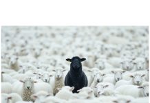 Gyapjú a Dunakanyarban – beszélgetés Kismaroson a helyi értékeinkről, lehetőségeinkről
